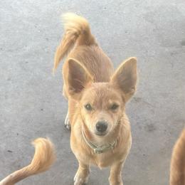 Fru - Gold male Chihuahua puppy in Scranton, South Carolina from The Magnolia Pawlor, LLC
