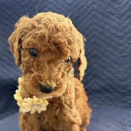 Carrie Underwood - Red  female Goldendoodle puppy in Camden, North Carolina from Oopsie Doodles of NC