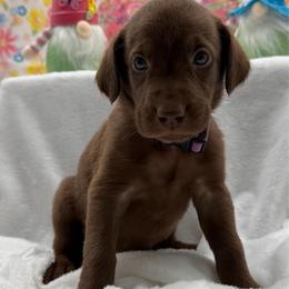 Purple - Chocolate female Labrador Retriever puppy in Heath Springs, South Carolina from Rich Hill Retrievers