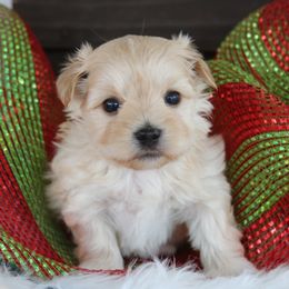 Companion Cross, Maltese, Morkie, and Yorkipoo Puppies from MC Kennels