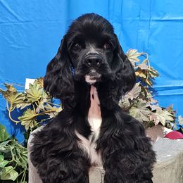 Girl 1 - Cocker Spaniel puppy in Peoria, Arizona from Stand Alone Cockers