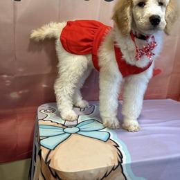 Daisy - Parti female Poodle puppy in Mobile, Alabama from Semmy’s Standard Poodle LLC