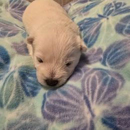 Dark green - White male West Highland White Terrier puppy in Gobles, Michigan from My Little Puppy Paws