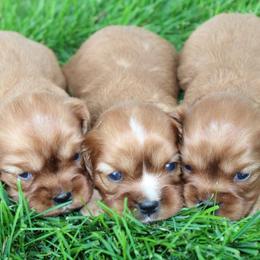 Cavalier King Charles Spaniel, Cavapoochon, and Goldendoodle Puppies from Timshell Farm Specialty Crossbreed Puppies