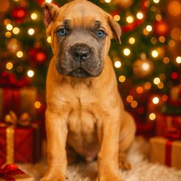 Oakley - Gray and fawn male Cane Corso puppy in Russellville, Missouri from Soaring Royalty Canines LLC