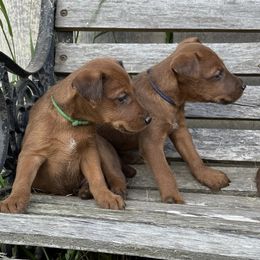 Irish Terrier and Scottish Terrier Puppies from Avonlea Terriers