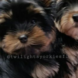 Yorkshire Terrier Puppies from Twilights Yorkies FL