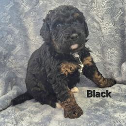 Black - Tri-color male Bernedoodle puppy in Taft, Tennessee from McGraw's Fetching Pups