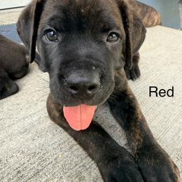 Second pick - Black brindle male Cane Corso puppy in Homestead, Florida from Sabal Palm Cane Corso