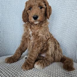 Penny - Red  female Goldendoodle puppy in Galt, Missouri from Only Doodles!