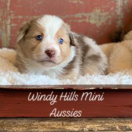 Miniature Australian Shepherd Puppies from Windy Hills Mini Aussies