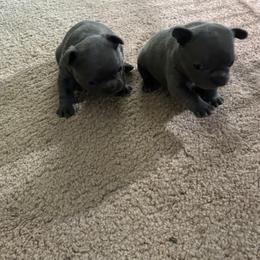 French Bulldog Puppies from SC colored french bulldogs