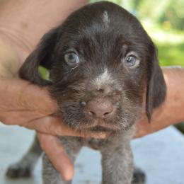 Podrick - Liver and white male German Wirehaired Pointer puppy in Kentucky from Triple Springs Farm