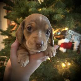 Dachshund Puppies from Ranchy Doxies