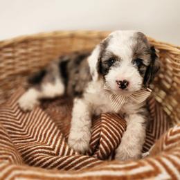 Blueberry - Blue merle and white male Sheepadoodle puppy in Tooele, Utah from Salt & Snow Pups