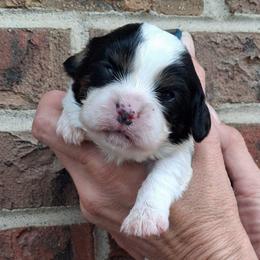 Blue collar, Buddy - Tri-color male Cavalier King Charles Spaniel puppy in Colorado Springs, Colorado from True Love Colorado Cavalier King Charles Spaniels