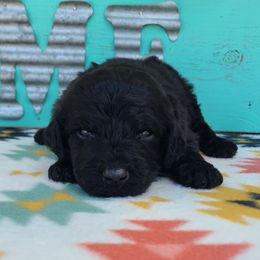 Onyx - Black male Sheepadoodle puppy in Owensville, Missouri from Oak Valley Kennels