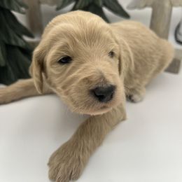 Richard Gilmore - Cream male Goldendoodle puppy in Alton, Missouri from Roberts Farm Doodles