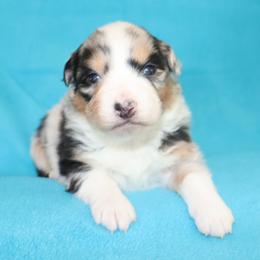 Jovi - Blue merle female Australian Shepherd puppy in Colorado from Firestone Australian Shepherds