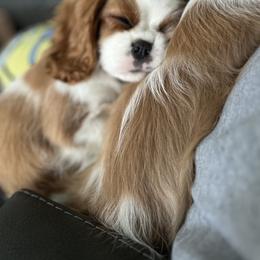 Cavalier King Charles Spaniel puppies from Royal Heirs