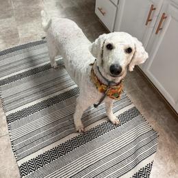 Aspen - Goldendoodle