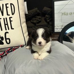 Bliss - Black and white female American Corgi puppy in Paradise, Texas from Bar S Corgis