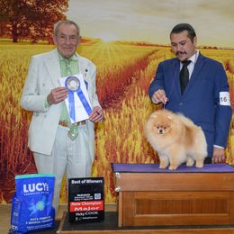 Cannoli - Pomeranian