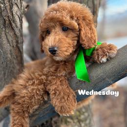 Bernedoodle, Cavalier King Charles Spaniel, Cavapoo, Goldendoodle, and Poodle Puppies from Gypsi Doodles & Poodles LLC.