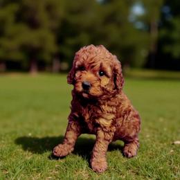 Purple collar girl - Red female Irish Doodle puppy in Madison, Wisconsin from Morningside Doodles