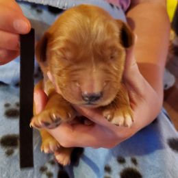 Black - Dark golden male Golden Retriever puppy in Lanesboro, Minnesota from Eagle Ridge Golden Retrievers