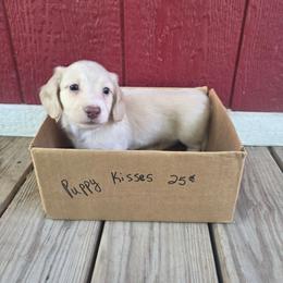 Boris - Cream male Dachshund puppy in Grant, Michigan from Low Down Dashchuand