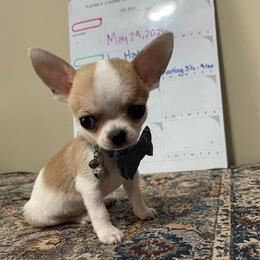 Hatch - Sable spotted white male Chihuahua puppy in Kannapolis, North Carolina from East Coast Bull Terriers N Chihuahuas