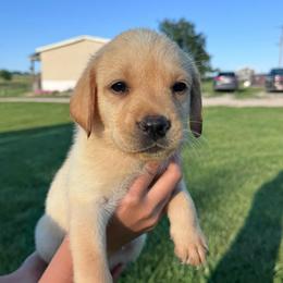 Blossom - Yellow female Labrador Retriever puppy in Garnett, Kansas from Timberland Creek Labradors