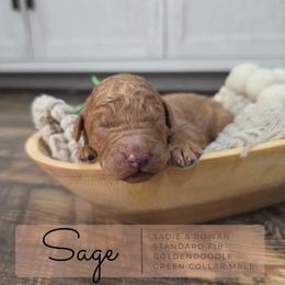 Green - Red  male Goldendoodle puppy in West Chester, Ohio from Doodles of West Chester