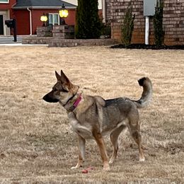 German Shepherd All Grown Up from A2 German Shepherd Dogs