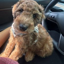 Smore - Red merle male Aussiedoodle puppy in Watertown, Wisconsin from Little Bear Paws Aussiedoodles