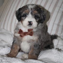 Max AVAILABLE - Blue merle male Bernedoodle puppy in Apple Creek, Ohio from Kathryn Troyer