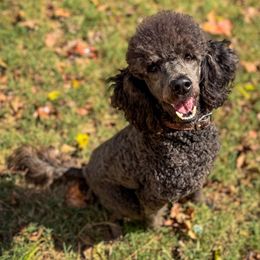 Caspian - Poodle
