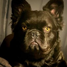 Charlie - French Bulldog