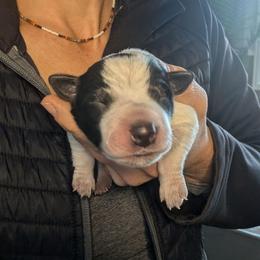 Barkley (Black Collar) - Blue male Australian Cattle Dog puppy in Ammon, Idaho from Piney River Cattle Dogs