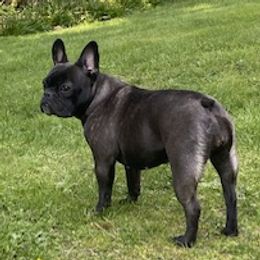 Olive - French Bulldog