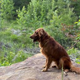 Banner - Golden Retriever