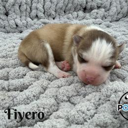 Fiyero - Red and white male Pomsky puppy in Eastman, Georgia from Once Upon A Pomsky