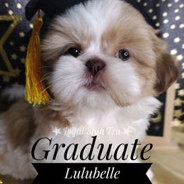 Yakira - Liver and white female Shih Tzu puppy in Peoria, Arizona from Loyal Shih Tzu