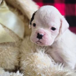 Boxer puppies from Katie's Pups