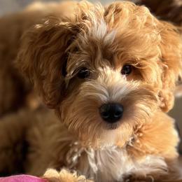Cavalier King Charles Spaniels, Cavapoos, and Goldendoodles from By Design Doodles