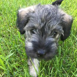 Miniature Schnauzer Puppies from Sue’s Miniature Schnauzers