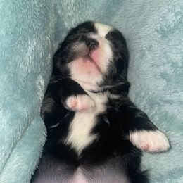 Shih Tzu Puppies from Keepin' it X-tra Shih-Tzu