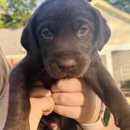 Yellow - Chocolate female Labrador Retriever puppy in Madison, Georgia from M & W Gun dogs