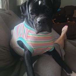 Boxer Puppies from SmashBox Kennel